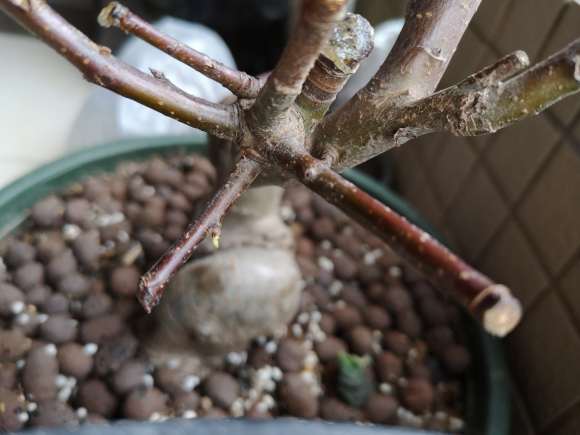 卖家说冬红果下山桩 怎么区别 图片