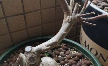 卖家说冬红果下山桩 怎么区别 图片