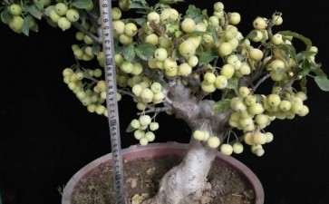 各位大神看看 这颗冬红果下山桩是得了啥病