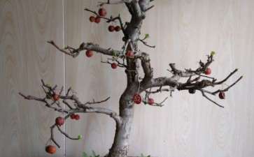 冬红果下山桩发新芽 去年的果实还挂着不落