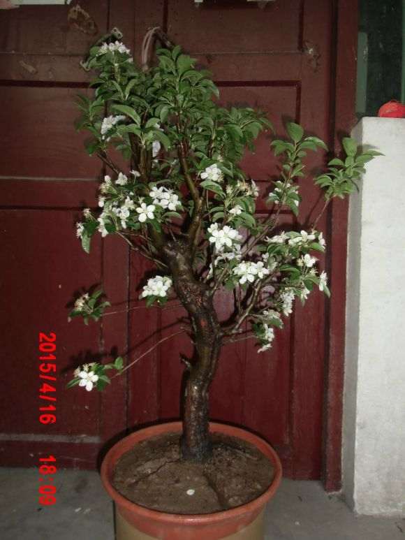 刚买的冬红果下山桩80块 还不带盆