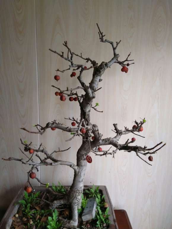 刚买的冬红果下山桩80块 还不带盆