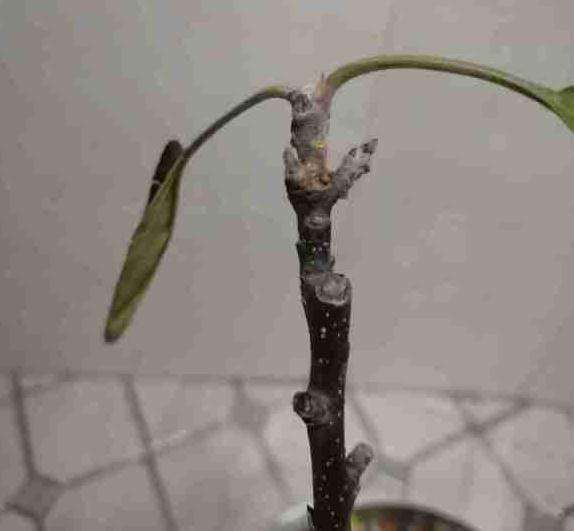 冬红果下山桩没有叶子 怎么办 图片