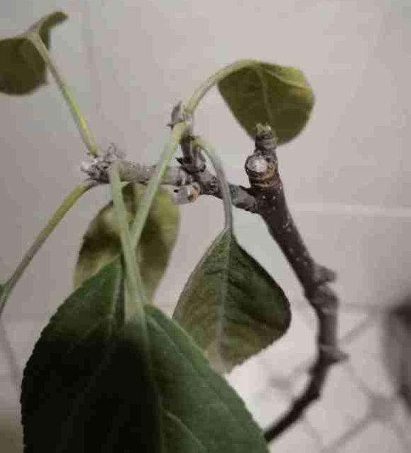 冬红果下山桩没有叶子 怎么办 图片