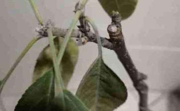 冬红果下山桩没有叶子 怎么办 图片