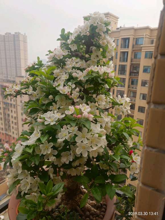 冬红果下山桩开花也可以很美丽