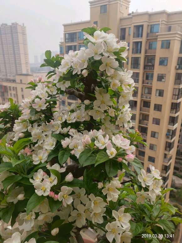 冬红果下山桩开花也可以很美丽
