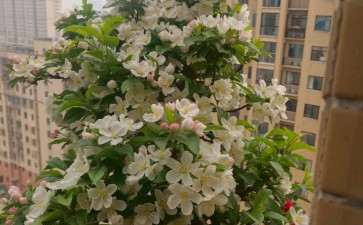 冬红果下山桩开花也可以很美丽 图片