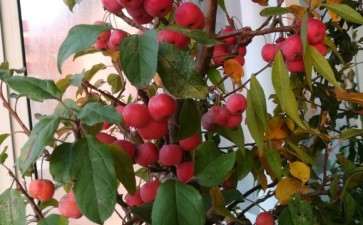 冬红果下山桩现在的 有的果子有点蔫 图片