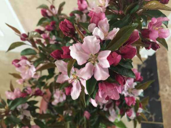 冬红果下山桩用授粉吗 开了好多花