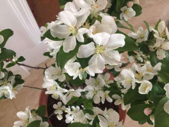 冬红果下山桩用授粉吗 开了好多花