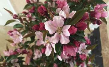 冬红果下山桩用授粉吗 开了好多花