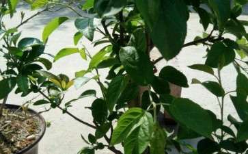 为什么冬红果下山桩 今年没有开花