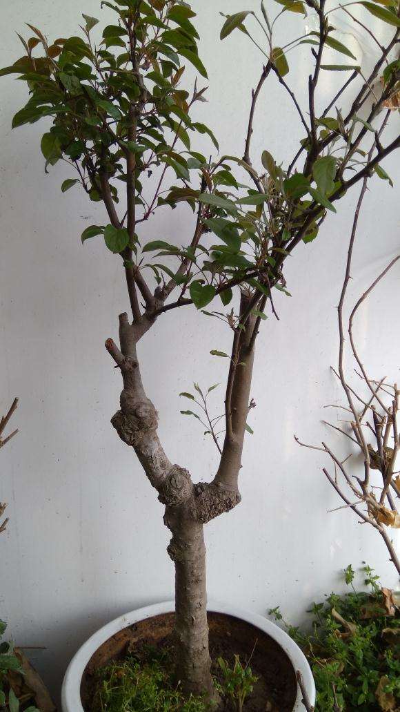 这个到底是什么品种的冬红果下山桩