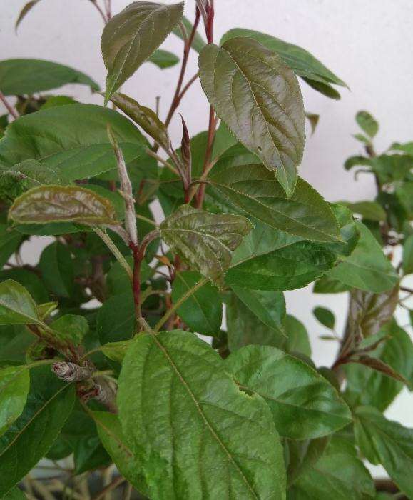 这个到底是什么品种的冬红果下山桩