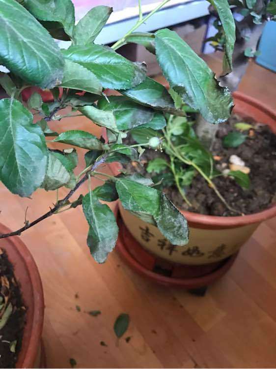 冬红果下山桩叶子突然枯了 怎么办