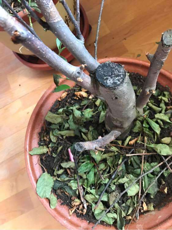 冬红果下山桩叶子突然枯了 怎么办