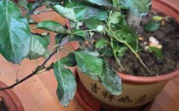 冬红果下山桩叶子突然枯了 怎么办