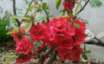 冬红果下山桩冬天多少度会冻坏