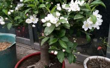 冬红果下山桩开花了 用不用给它授粉呢