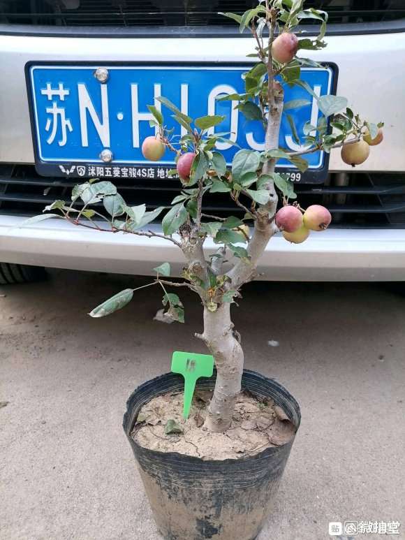 各位大神 请问我这是冬红果下山桩吗