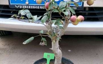 各位大神 请问我这是冬红果下山桩吗