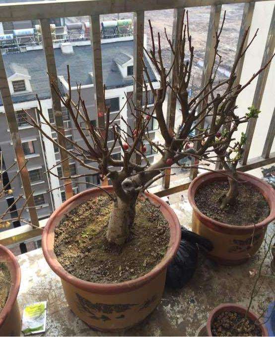 发一个我家的冬红果下山桩