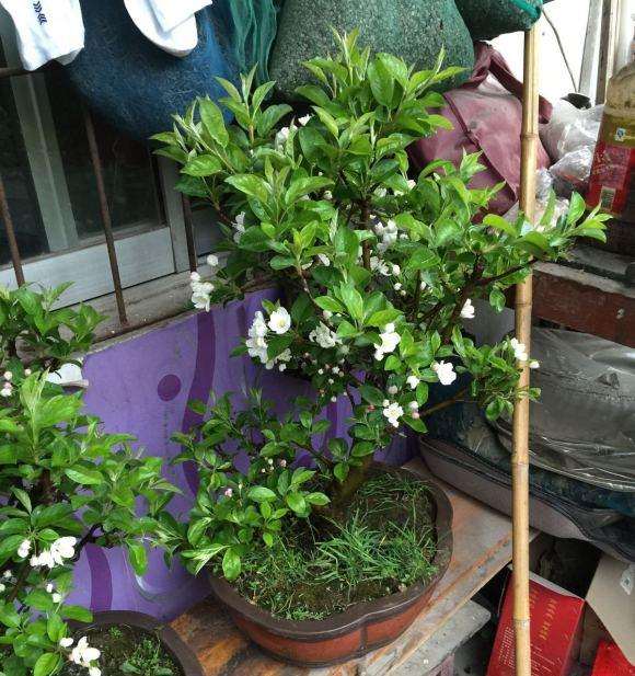 发一个我家的冬红果下山桩