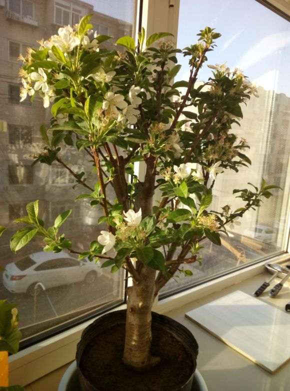 我的冬红果下山桩也发芽了