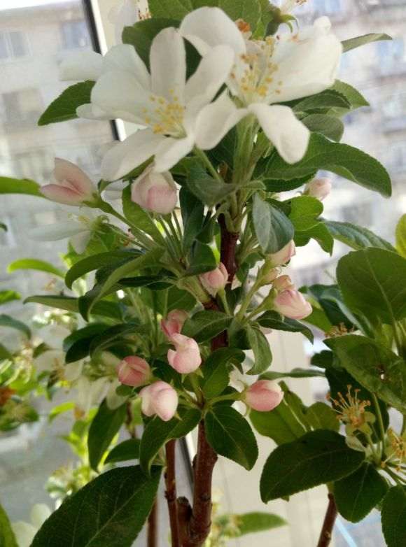 我的冬红果下山桩也发芽了