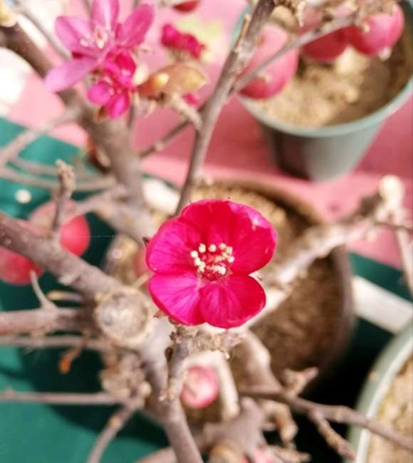请问大家这个是冬红果下山桩吗