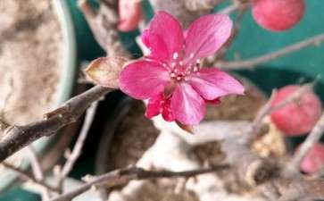 请问大家这个是冬红果下山桩吗