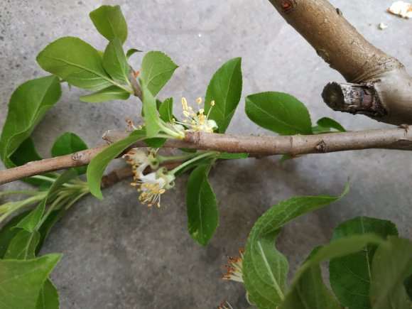 求鉴定这是冬红果下山桩