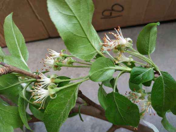 求鉴定这是冬红果下山桩