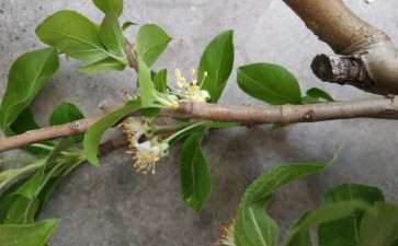 求鉴定这是冬红果下山桩 图片