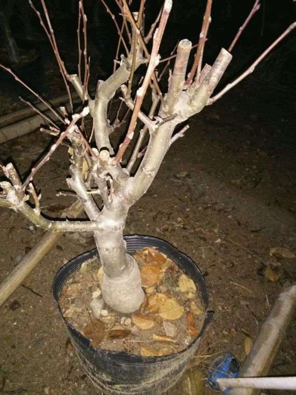 精品冬红果下山桩 自养自售 货真价实。