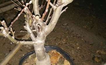 精品冬红果下山桩 自养自售 货真价实。