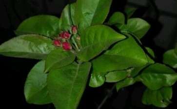 冬红果下山桩开花了 是白花 图片