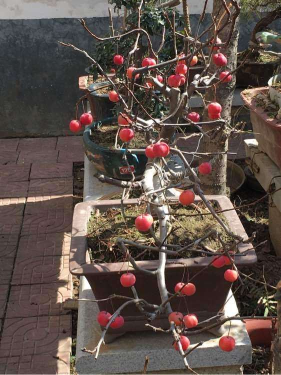 高压的冬红果下山桩 可以吗 图片