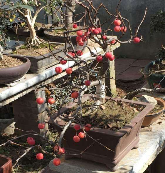 高压的冬红果下山桩 可以吗 图片