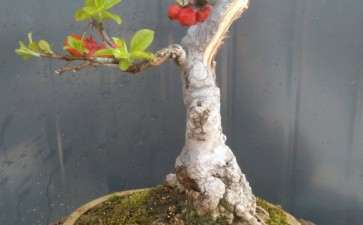 冬红果下山桩 发新芽 图片