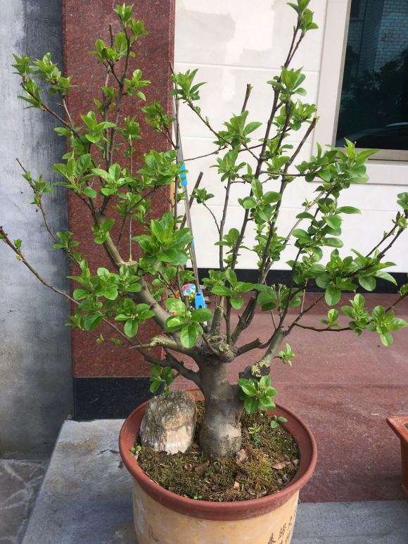 冬红果下山桩在浙江能结果吗