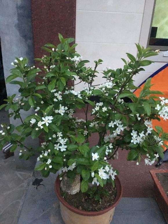 冬红果下山桩在浙江能结果吗