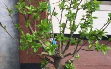 冬红果下山桩在浙江能结果吗