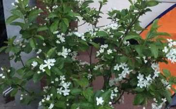 冬红果下山桩的新芽 如何打顶  新手