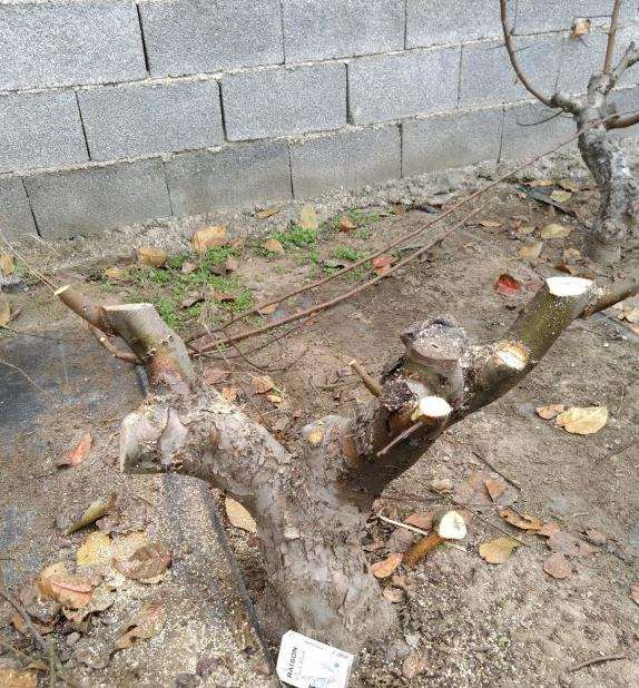 冬红果下山桩一棵 长势太旺 图片
