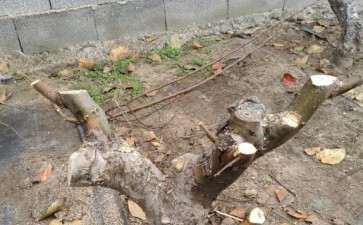 冬红果下山桩一棵 长势太旺 图片