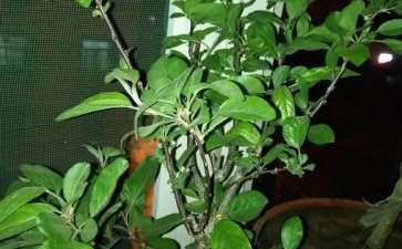 长寿果就是冬红果下山桩吗 图片