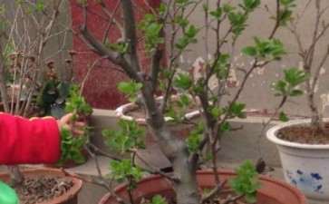 为什么冬红果下山桩 今年又没有花苞了