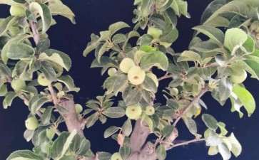 这货是不是冬红果下山桩 图片